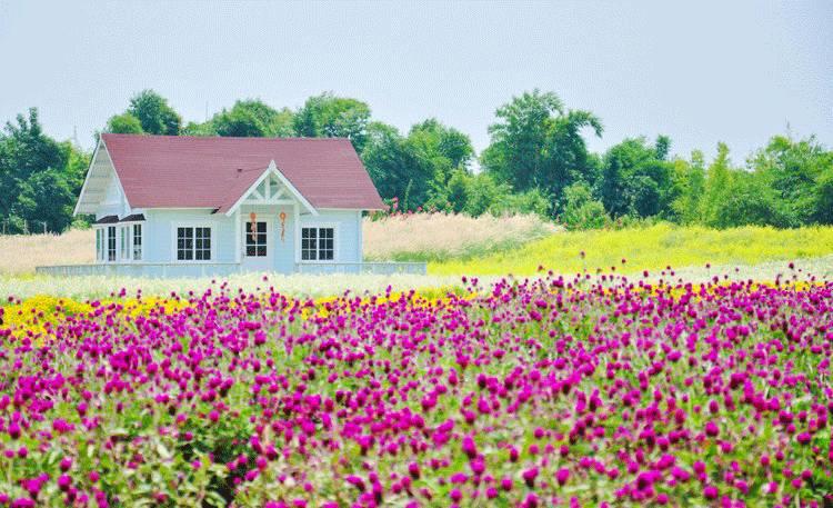 最后三天！廣州百萬(wàn)葵園特惠套票6人僅199元，花海、熱帶雨林 、冰爽水世界通玩！