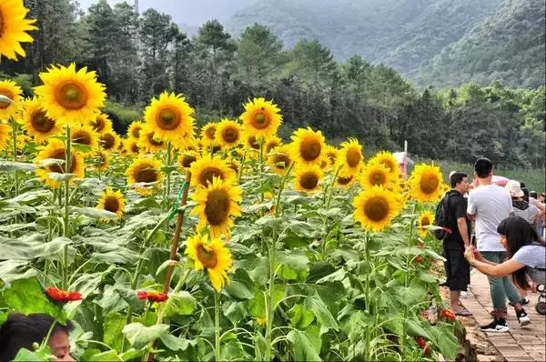 【韶關·南嶺】藍山源嶺南東方溫泉酒店,468元起/套丨高級山(9月)特價